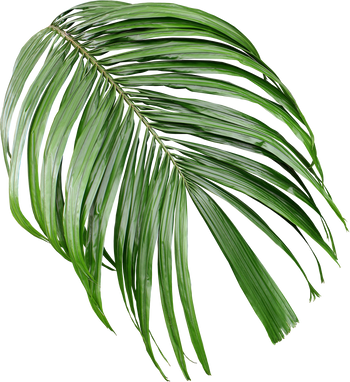 tropical green palm leaf isolated on transparent for summer